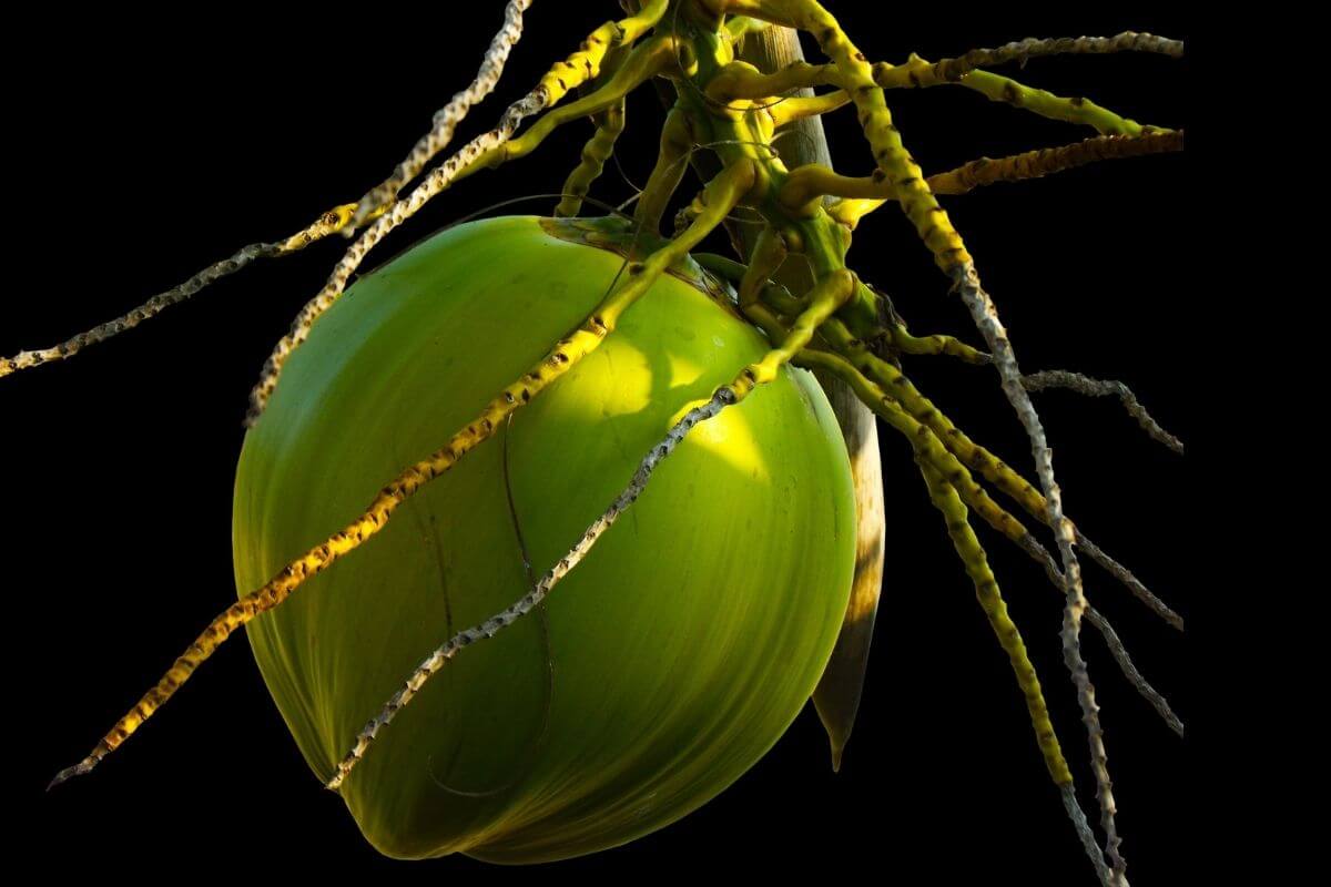 Trimodel Coconut