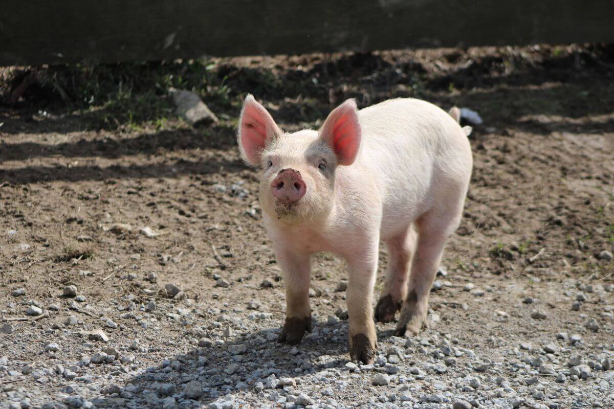 Trimodel Piggery Enterprise