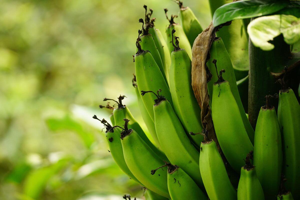 Trimodel Plantain Enterprise